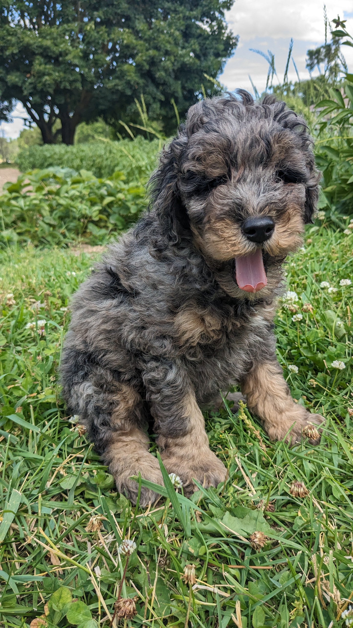 MINI POODLE (04/27) MALE