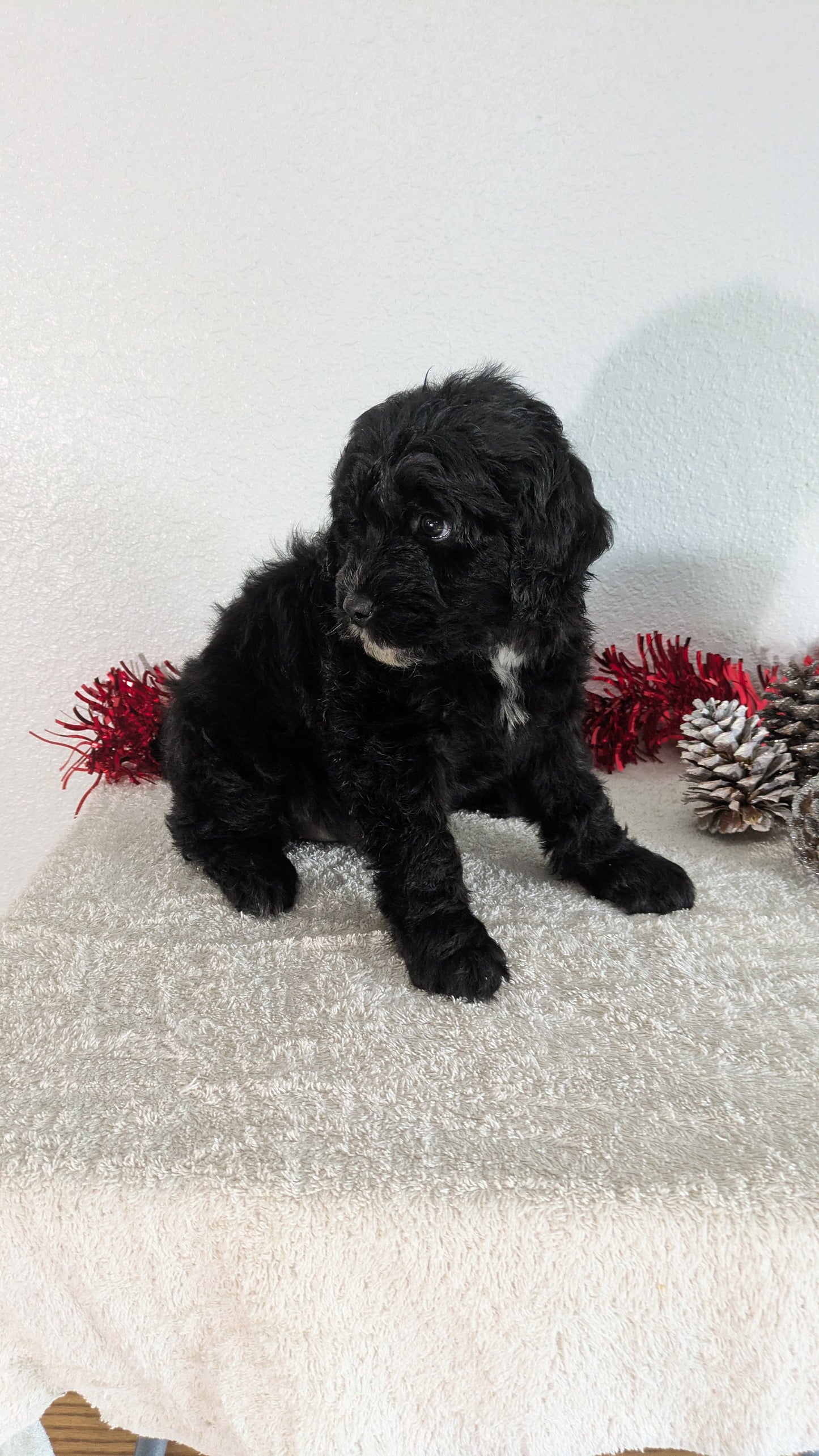 MINI BERNEDOODLE (10/14) FEMALE