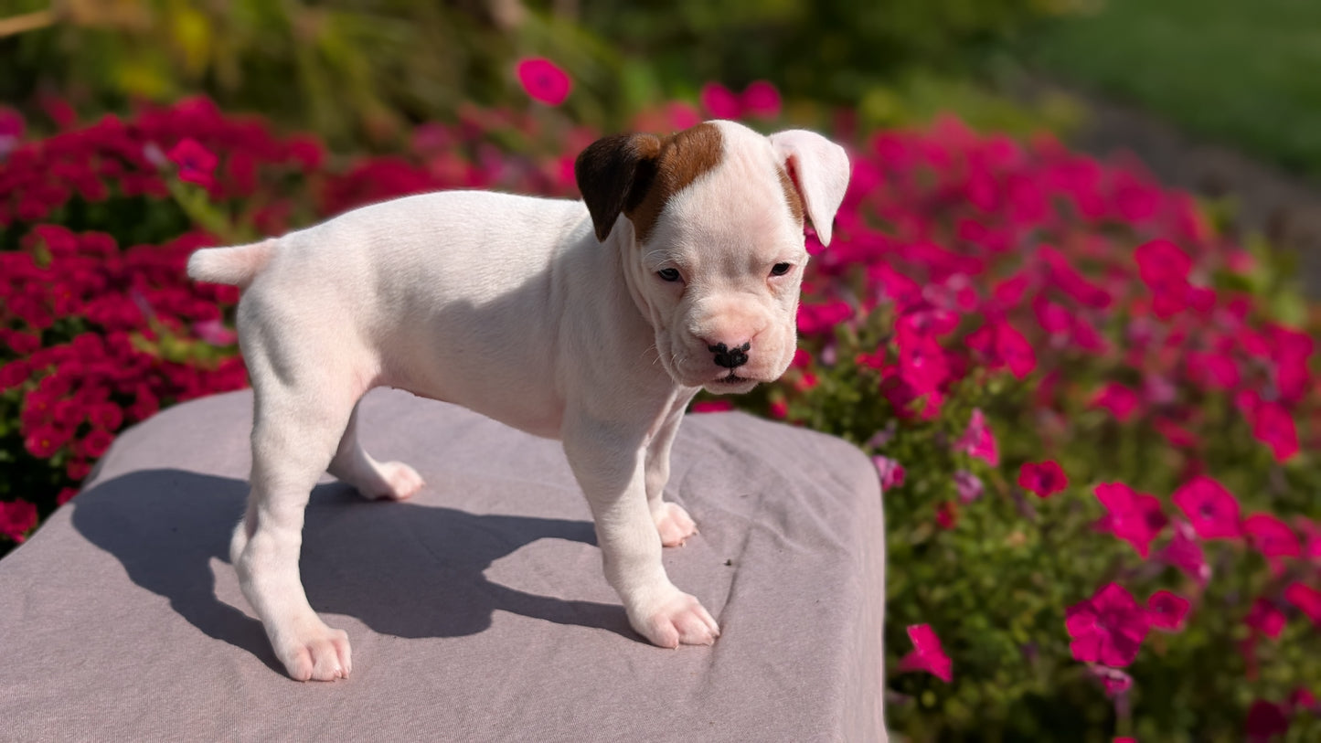 BOXER (08/20) FEMALE