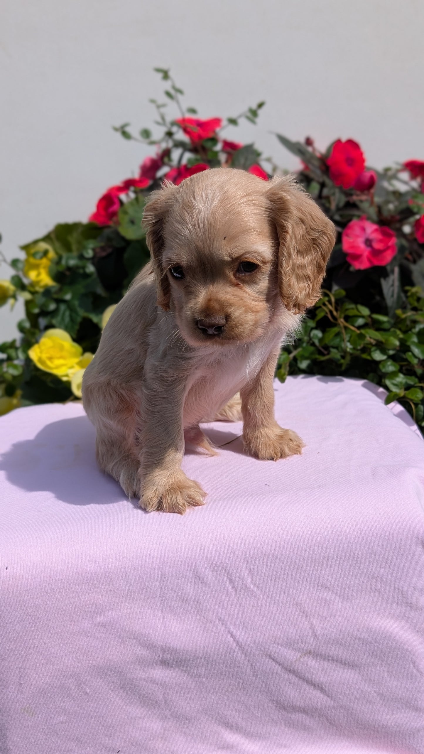 COCKER SPANIEL (07/16) MALE