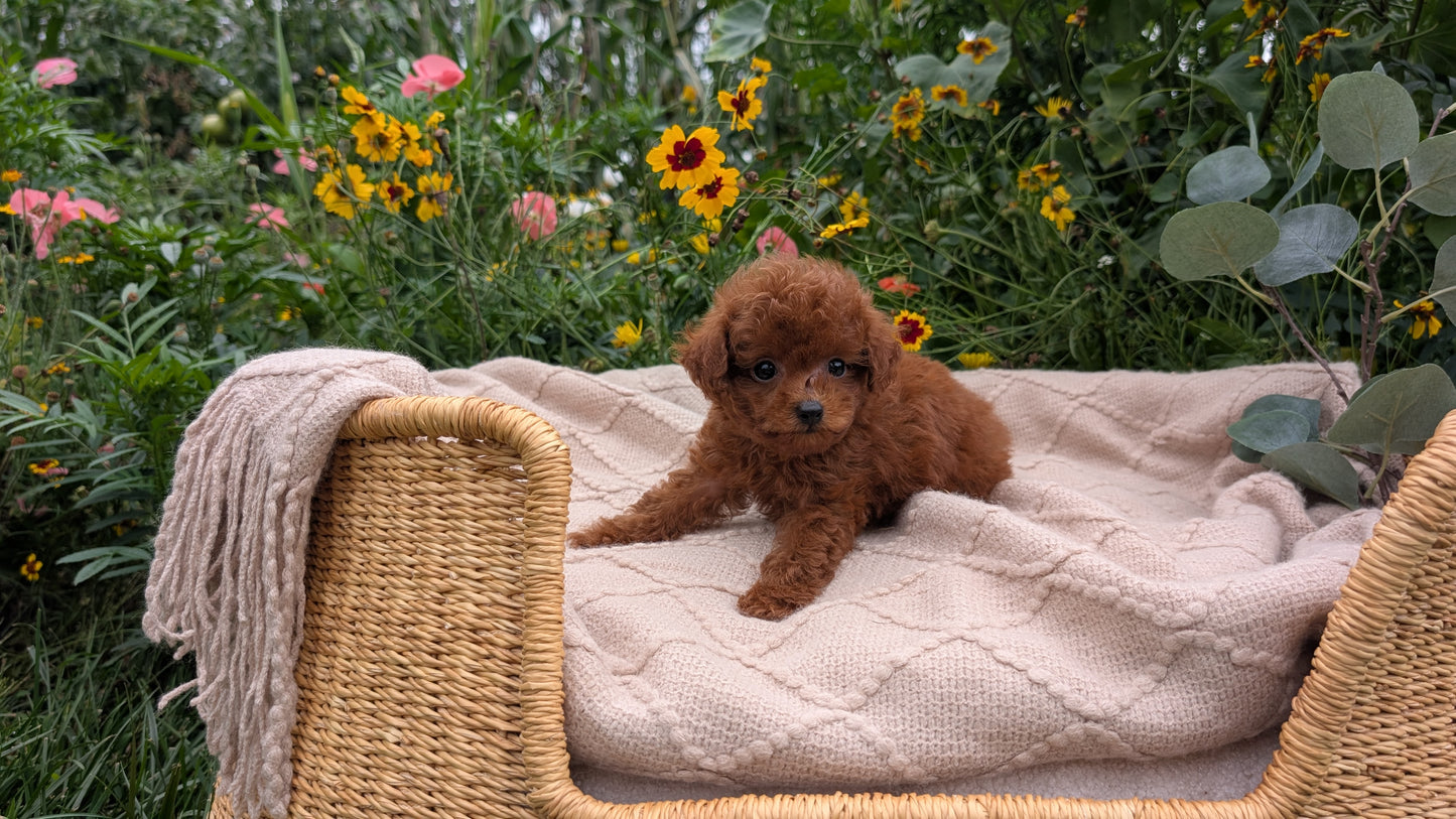 TOY POODLE (07/01) MALE