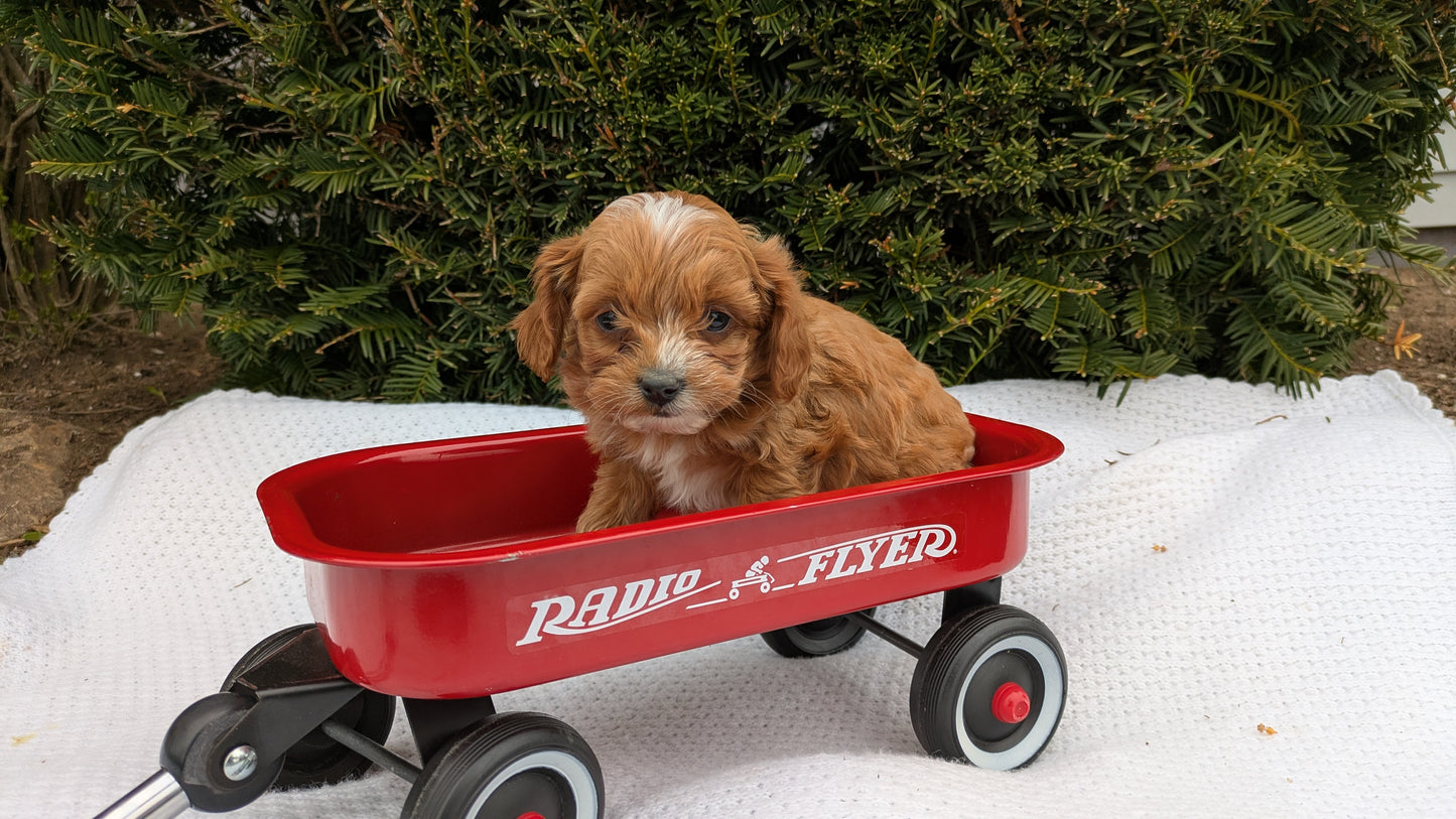 TOY CAVAPOO (02/26) FEMALE