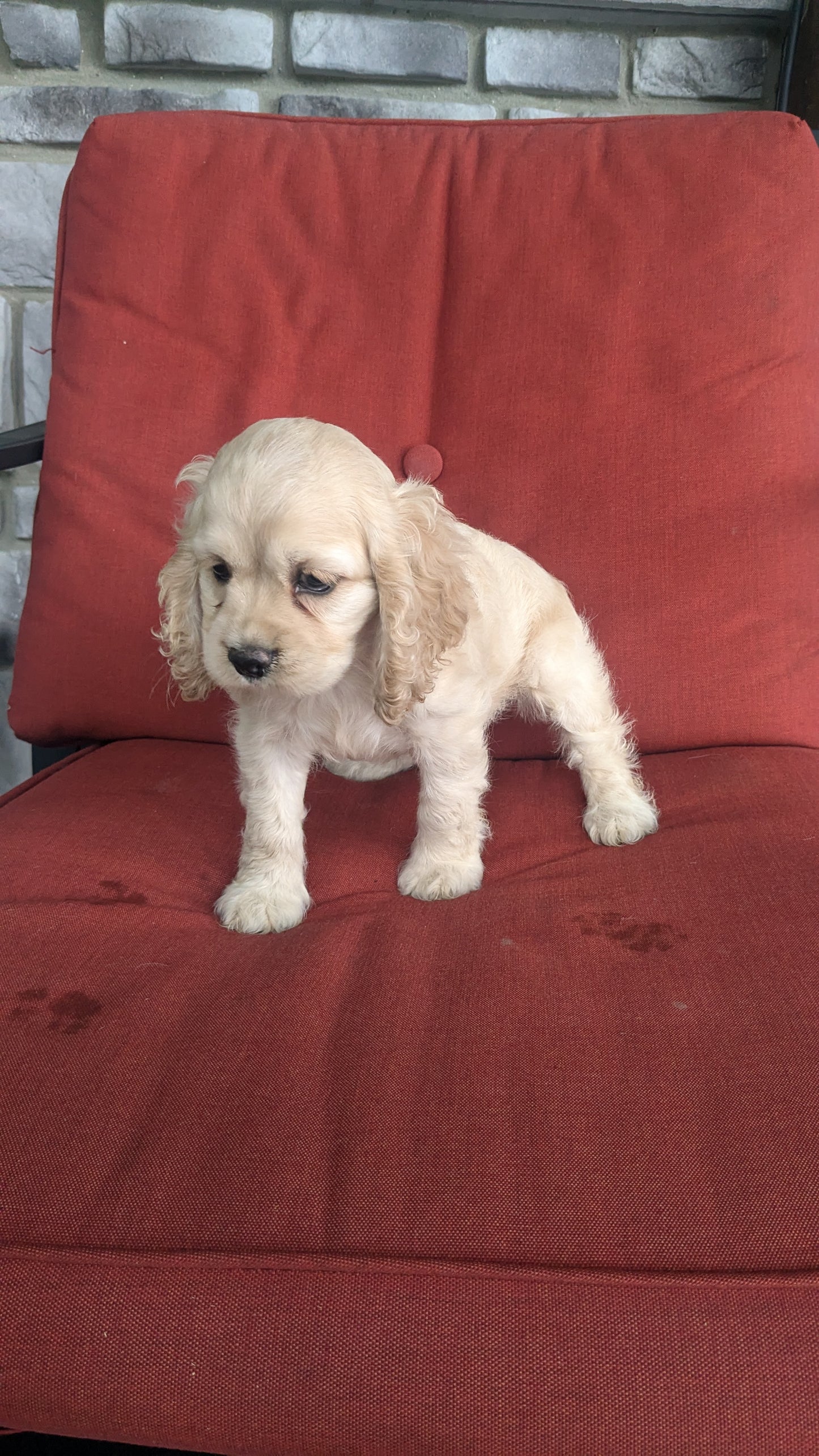 COCKER SPANIEL (06/15) FEMALE