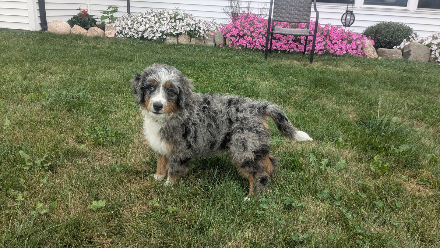 MINI BERNEDOODLE (07/04) MALE