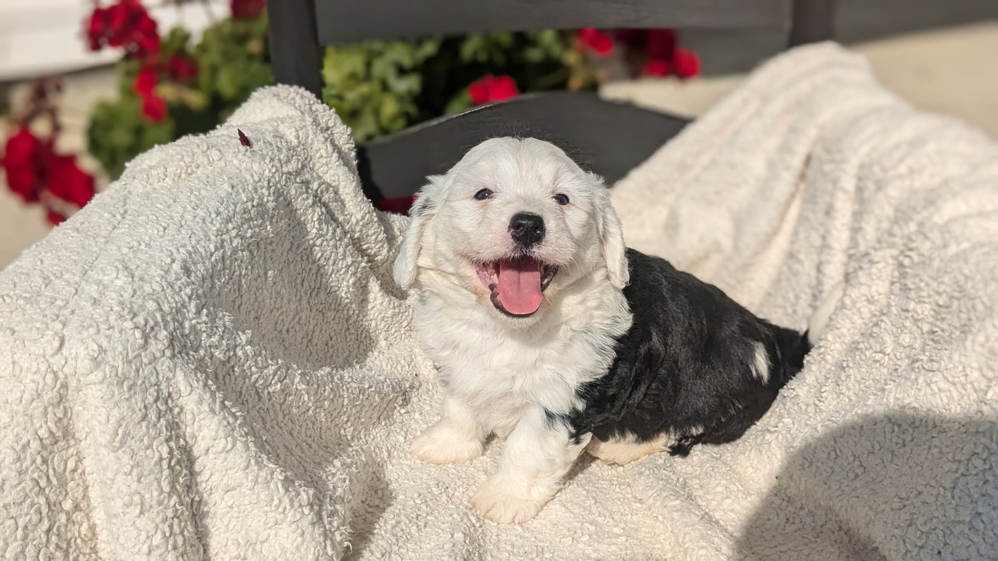 BERNEDOODLE (07/15) FEMALE