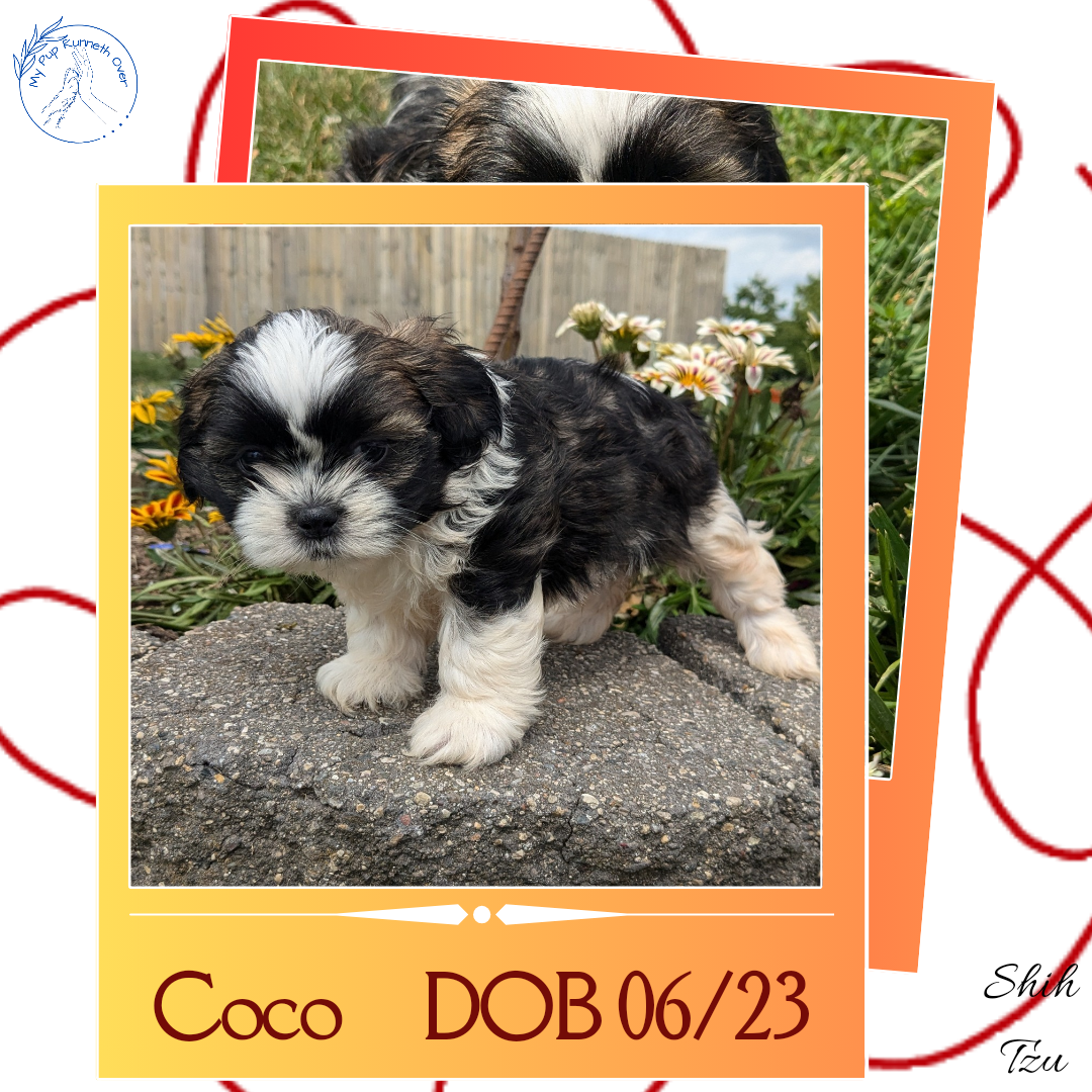 SHIH TZU (06/23) FEMALE
