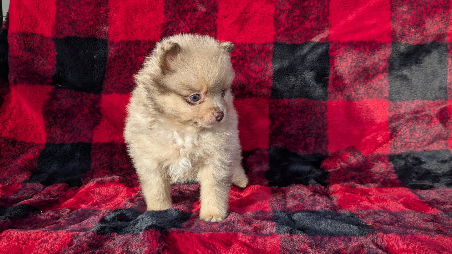 POMERANIAM (10/01) MALE