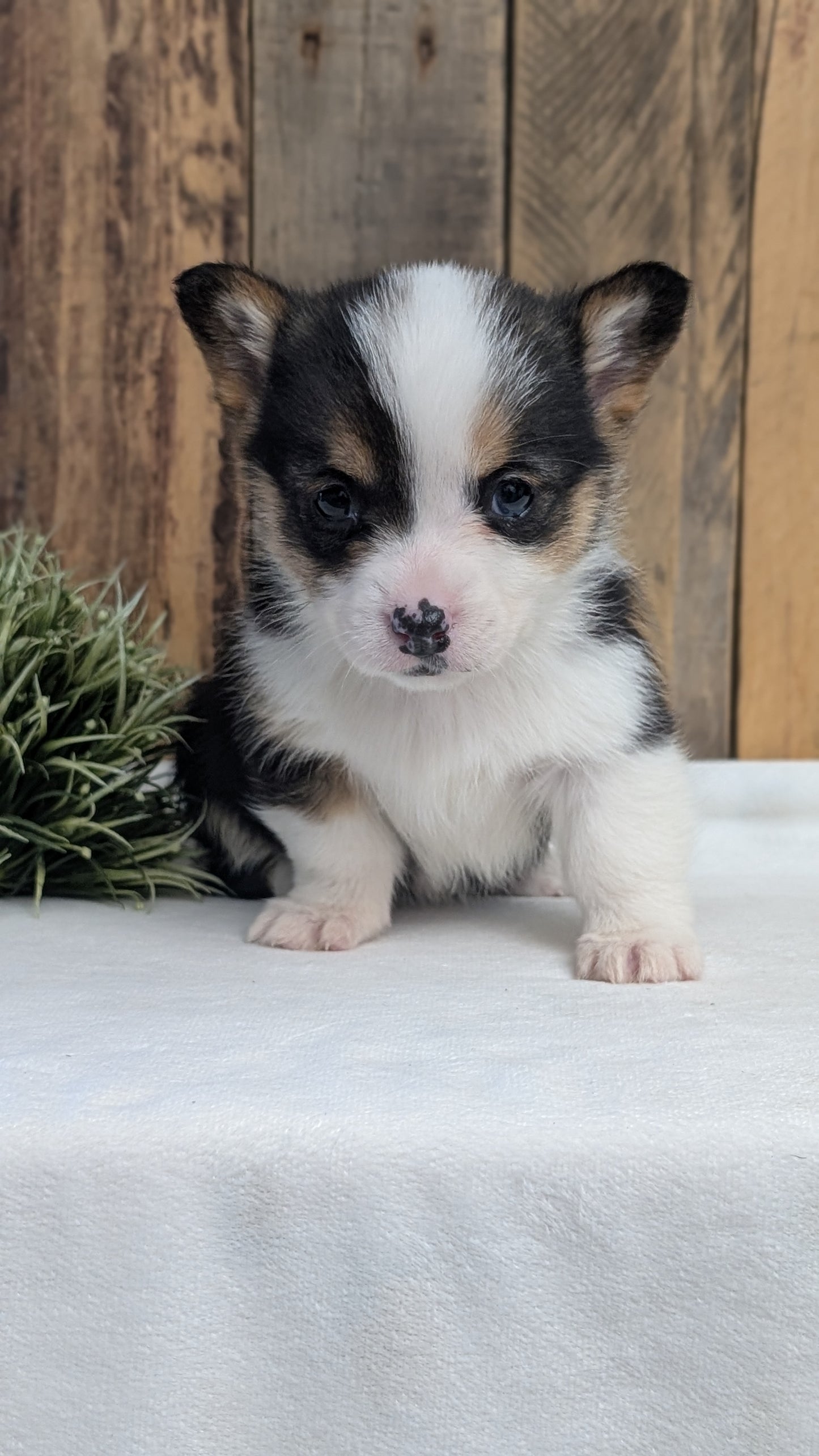 CORGI (JAN 09) FEMALE