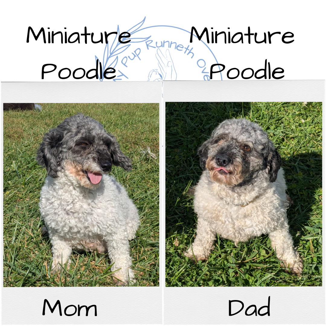 MINI POODLE (08/27) FEMALE