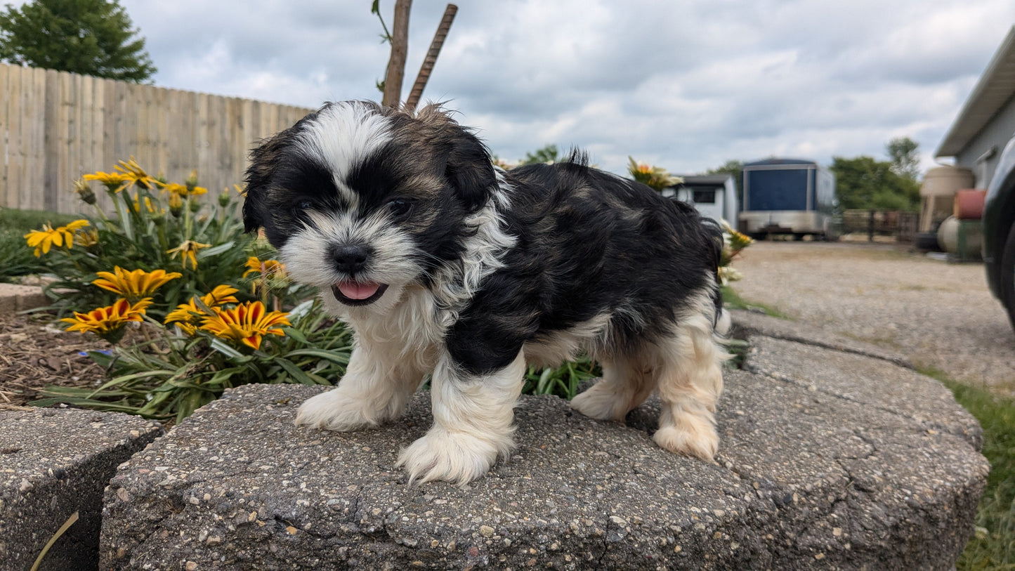 SHIH TZU (06/23) MALE