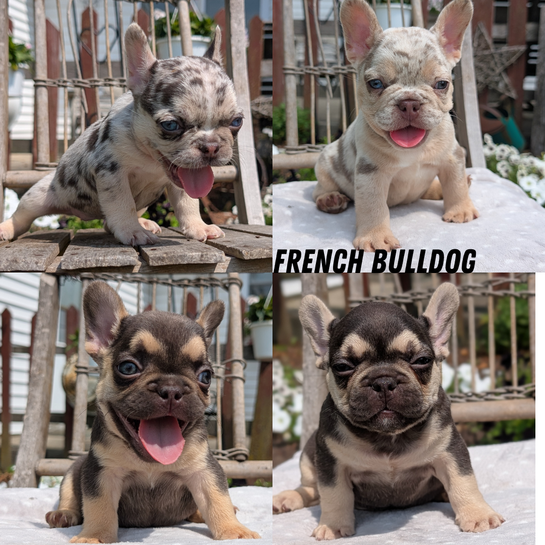 FRENCH BULLDOG (05/16) MALE