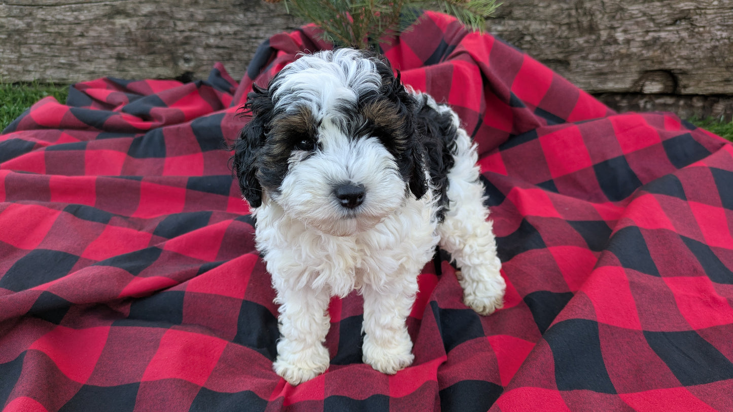 COCKAPOO (09/28) FEMALE