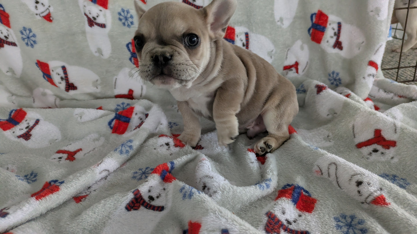 FRENCH BULLDOG (11/01) MALE