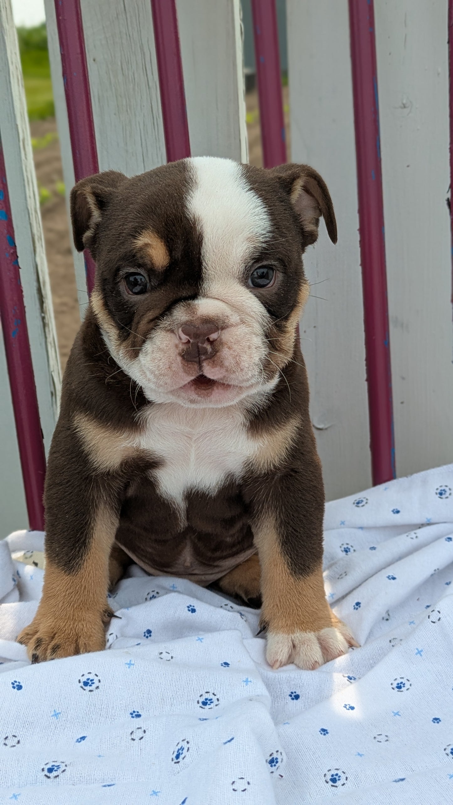 ENGLISH BULLDOG (04/18) MALE