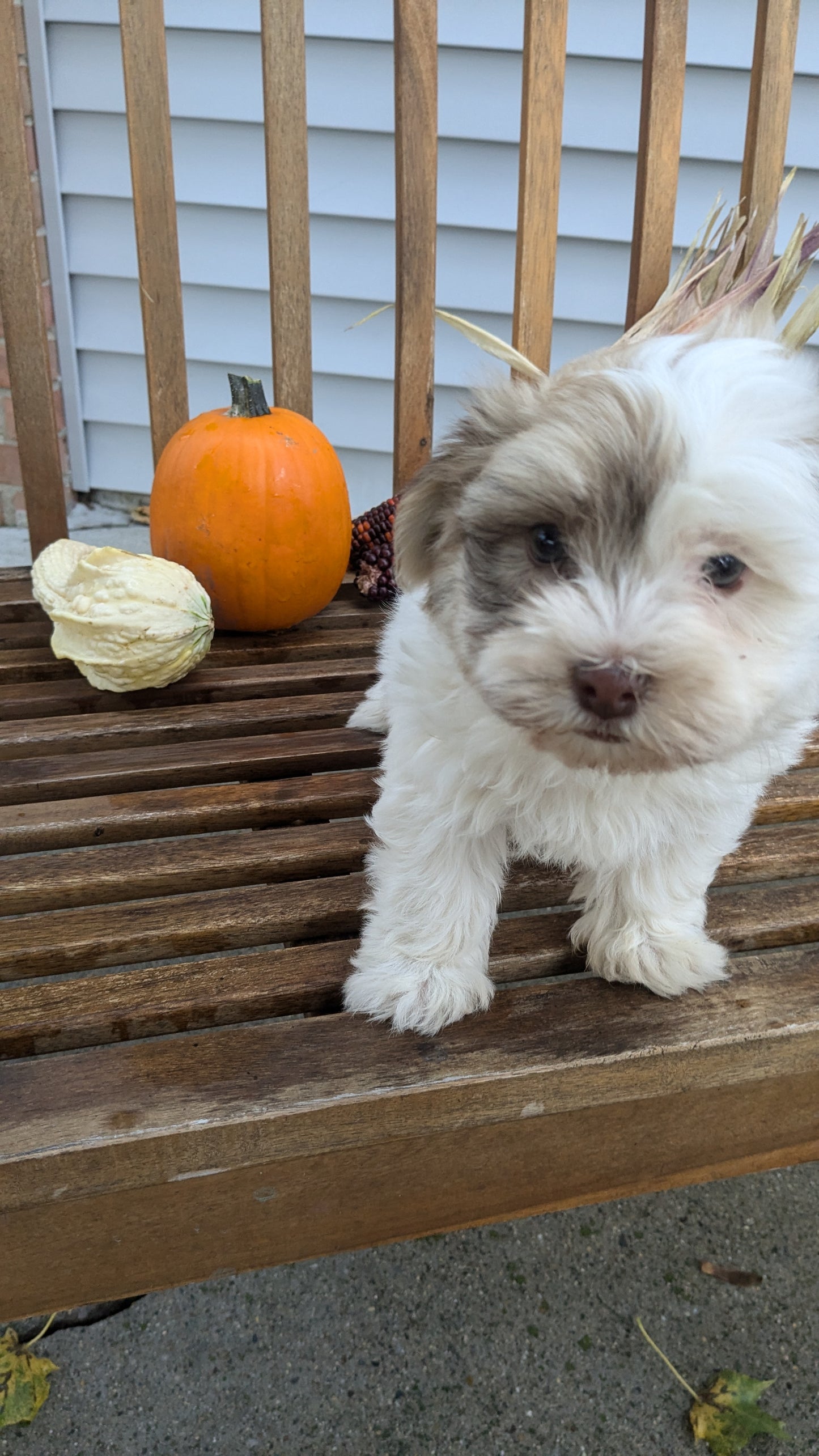 HAVANESE (08/23) MALE