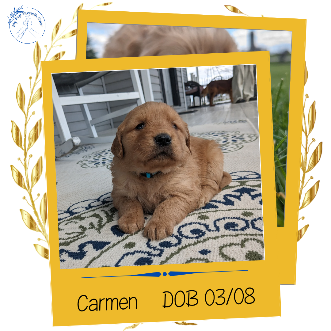 GOLDEN RETRIEVER (03/08) FEMALE