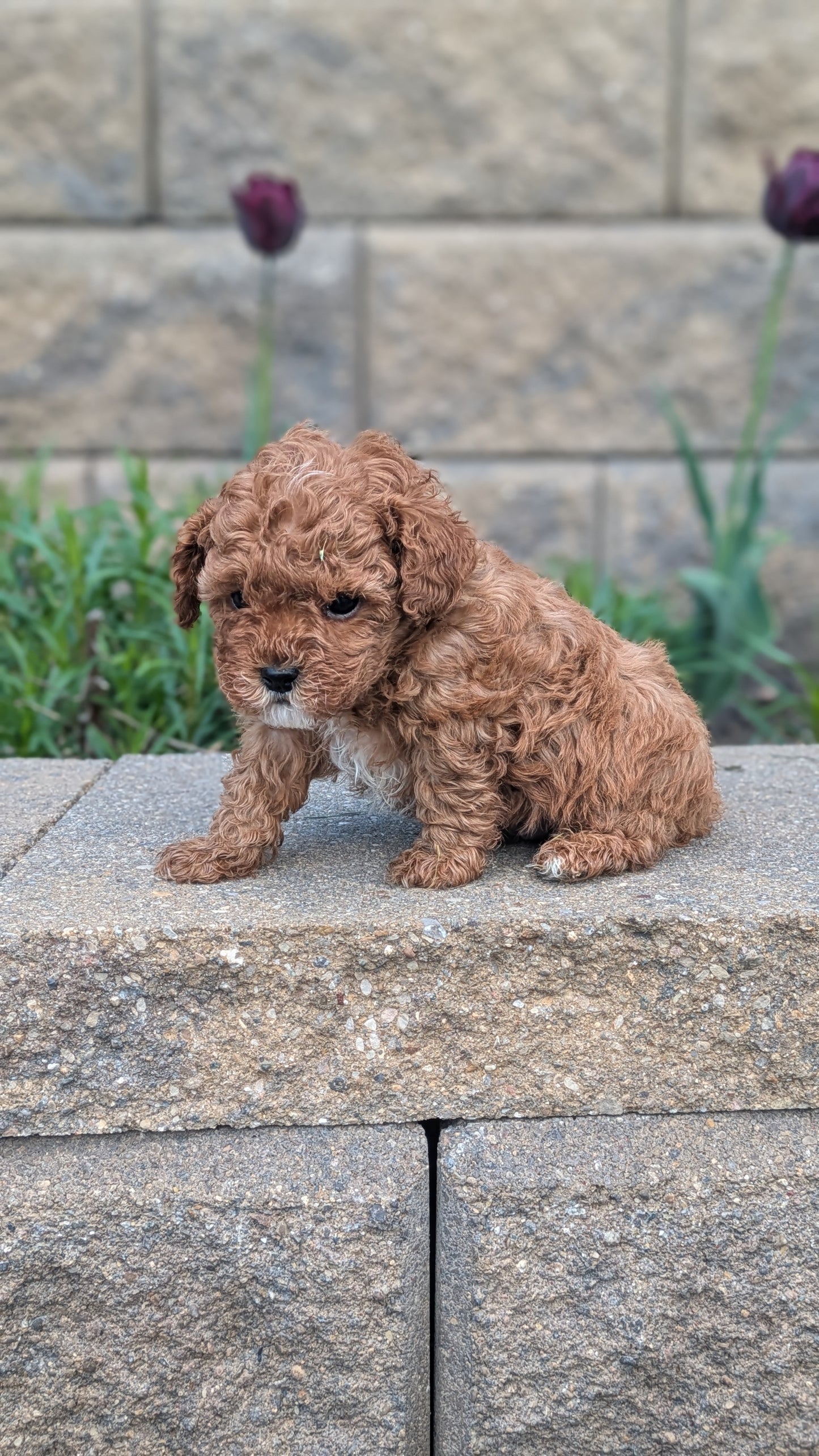 CAVAPOO (03/24) MALE