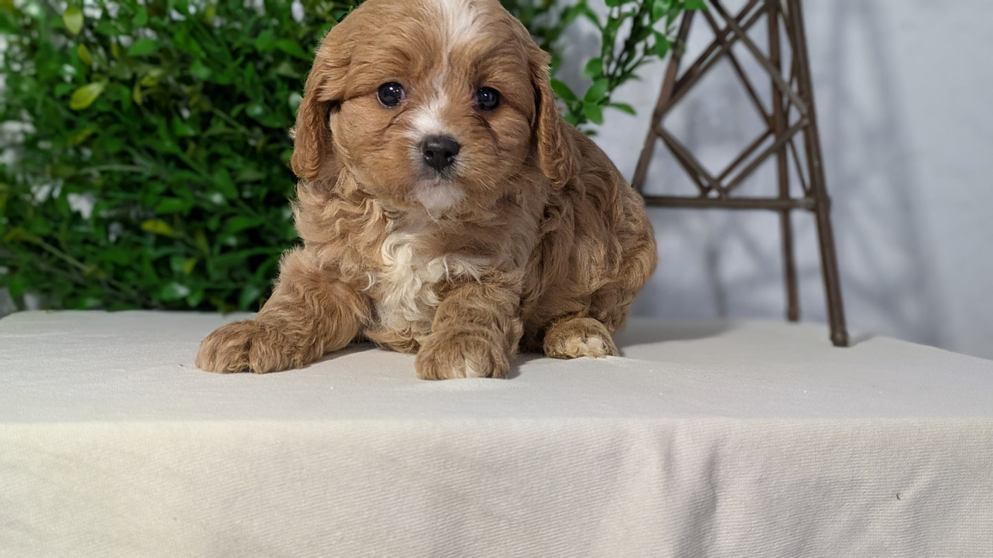 CAVAPOO (02/17) MALE
