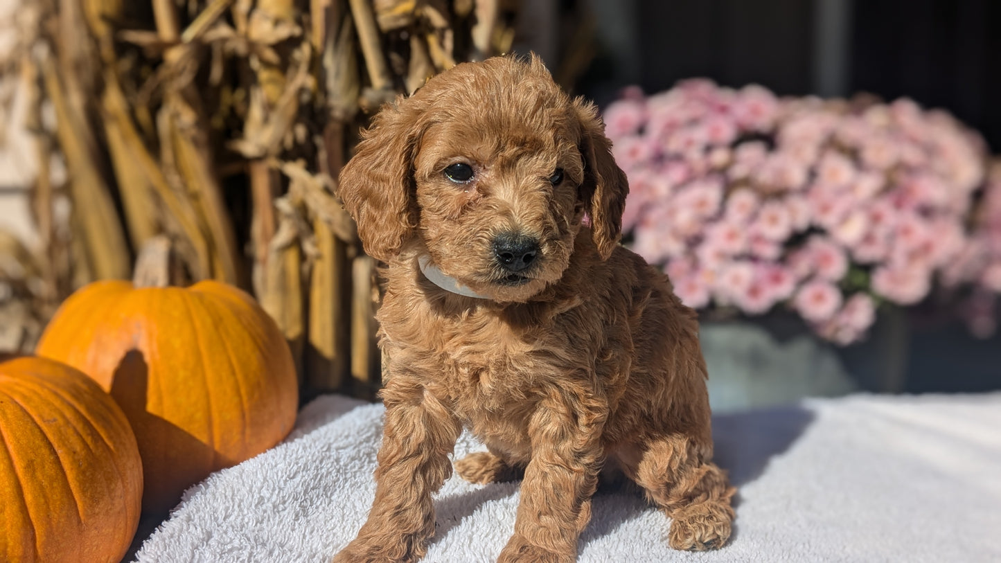 MINI POODLE (08/20) MALE