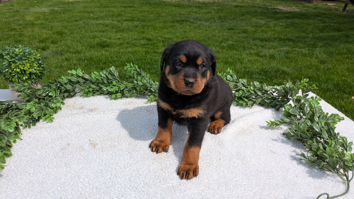 ROTTWEILER (03/18) MALE