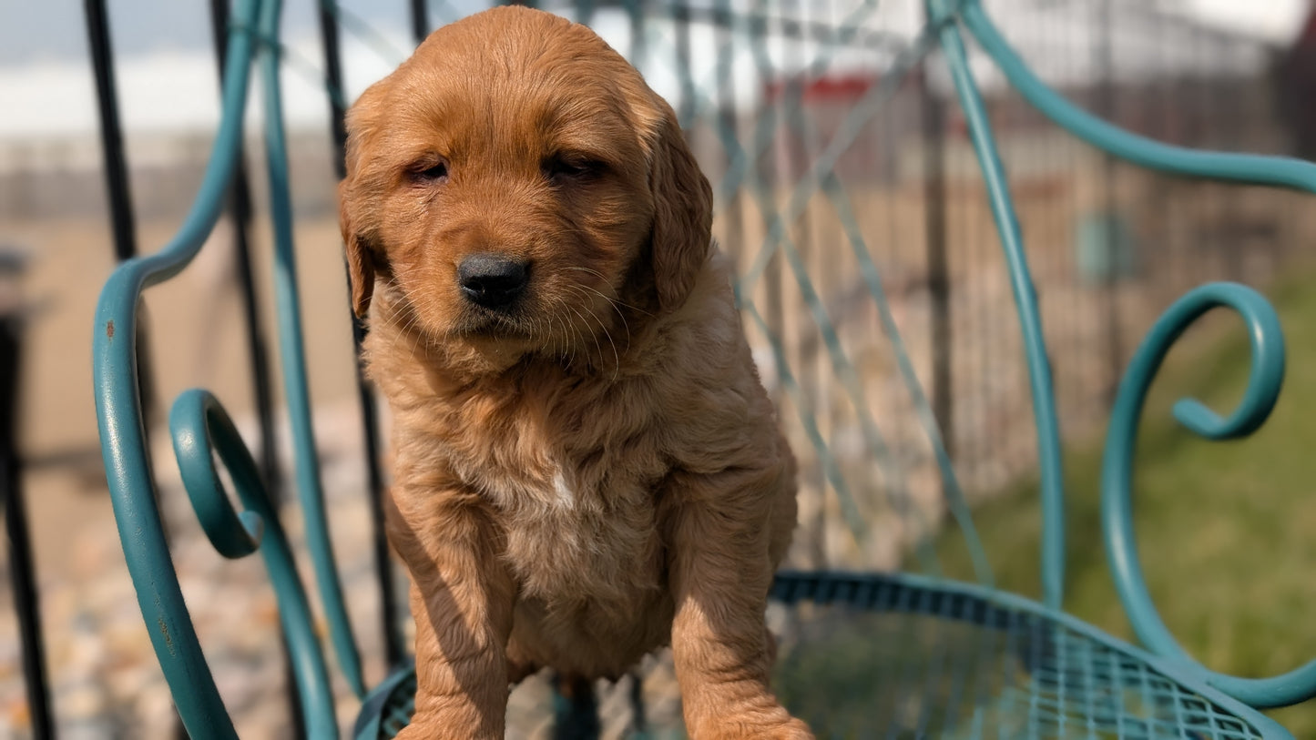 GOLDEN RETRIEVER (FEB 04) MALE