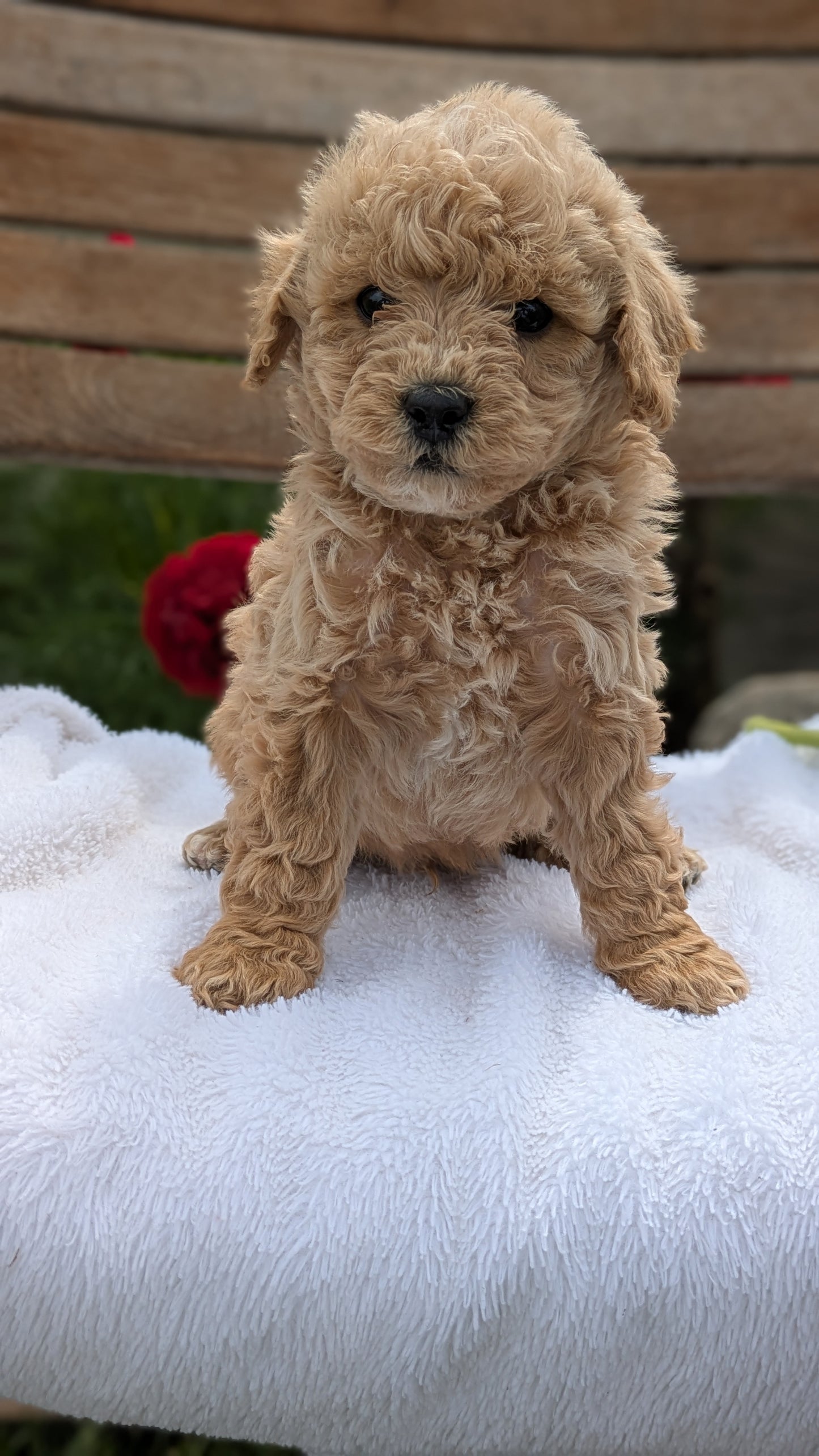 MINI POODLE (03/30) MALE