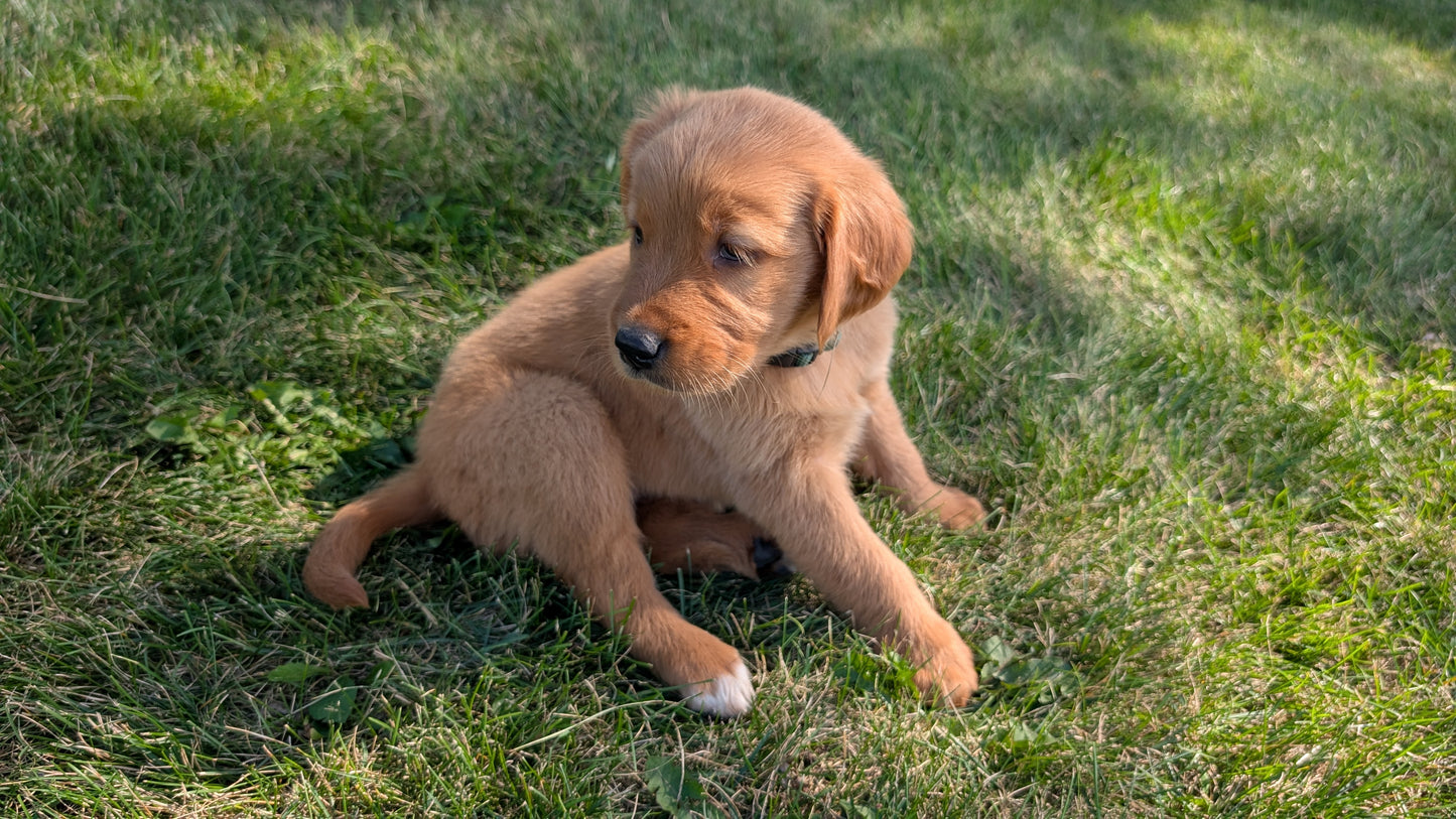 GOLDEN RETRIEVER (07/17) FEMALE