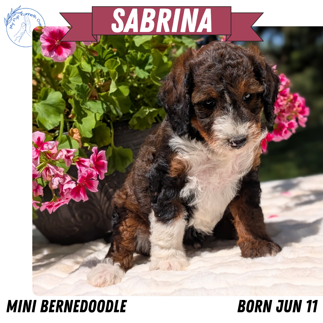MINI BERNEDOODLE (06/11) FEMALE
