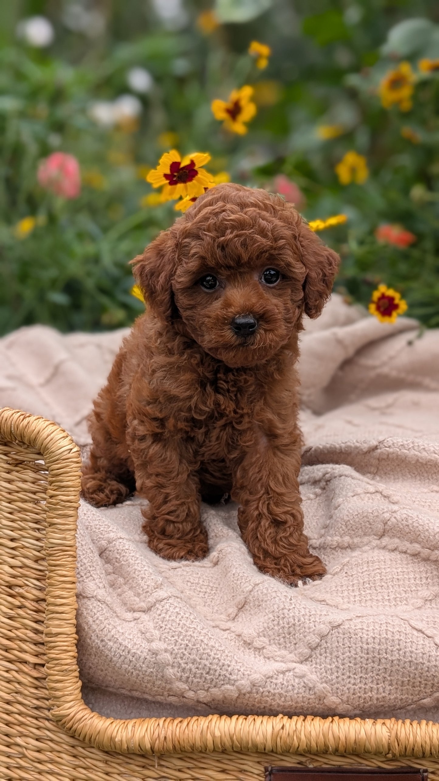 TOY POODLE (07/01) MALE