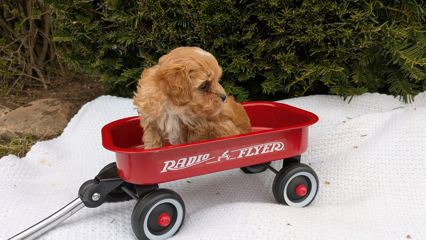 TOY CAVAPOO (02/26) MALE