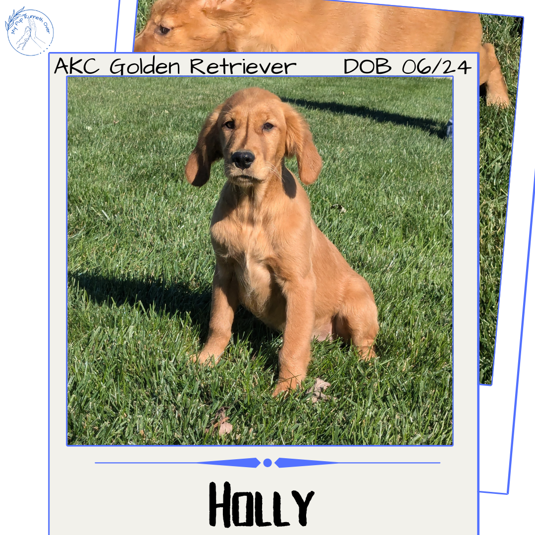 GOLDEN RETRIEVER (06/24) FEMALE