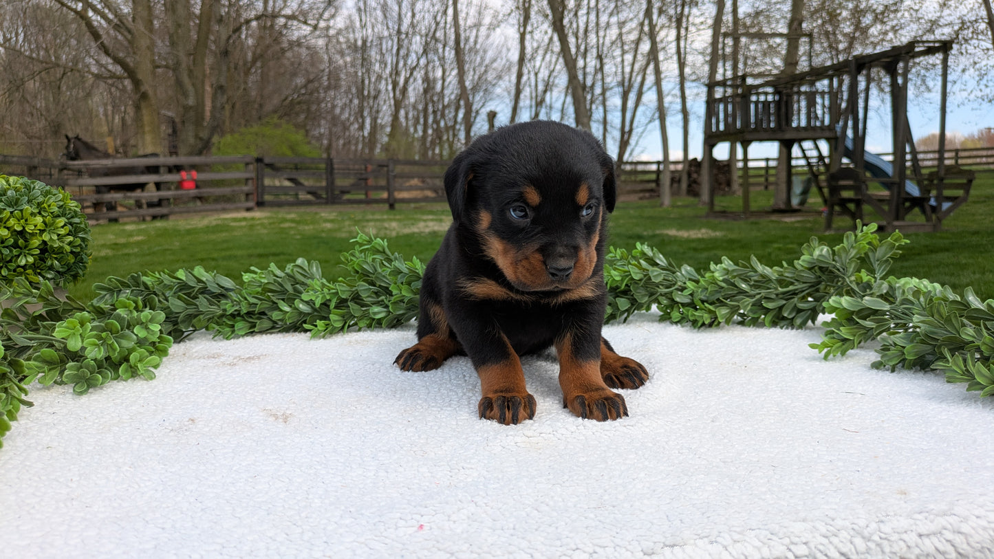 ROTTWEILER (03/18) FEMALE