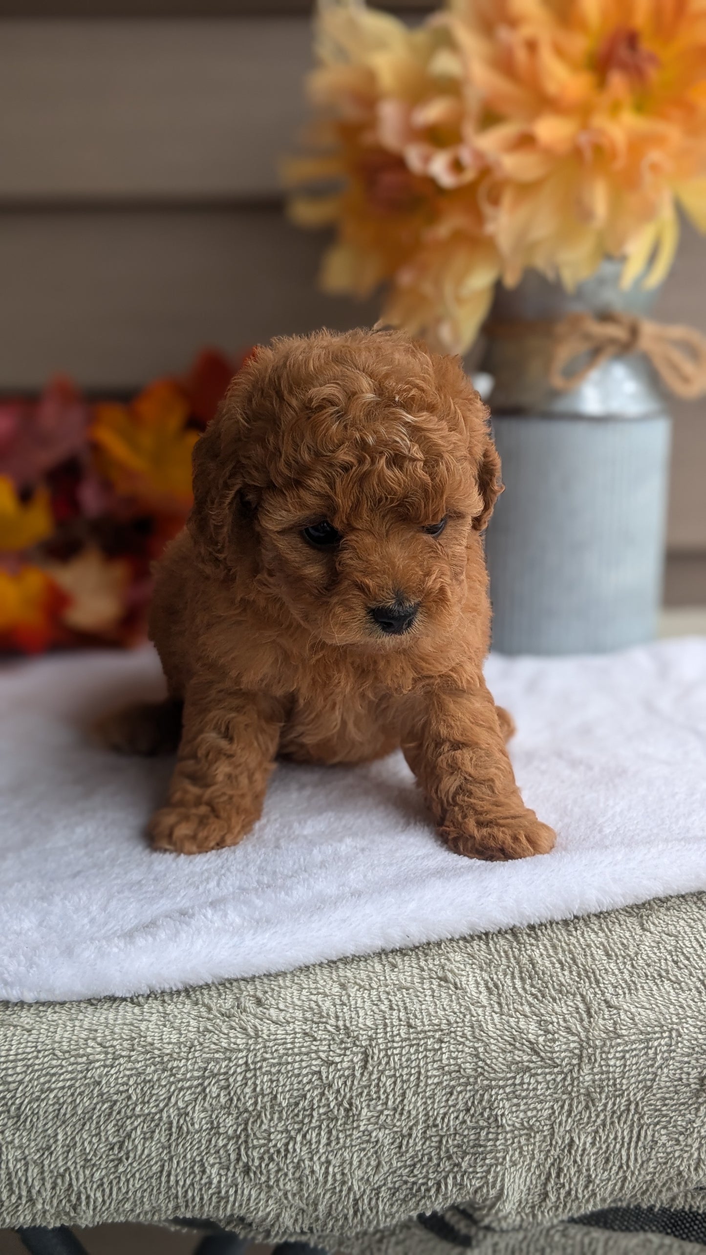 DOXIEPOO (08/19) FEMALE