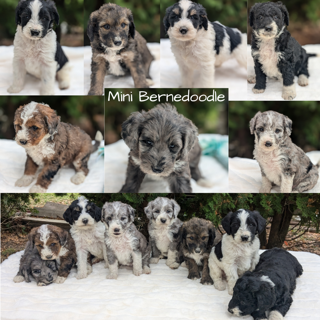 MINI BERNEDOODLE (09/24) FEMALE