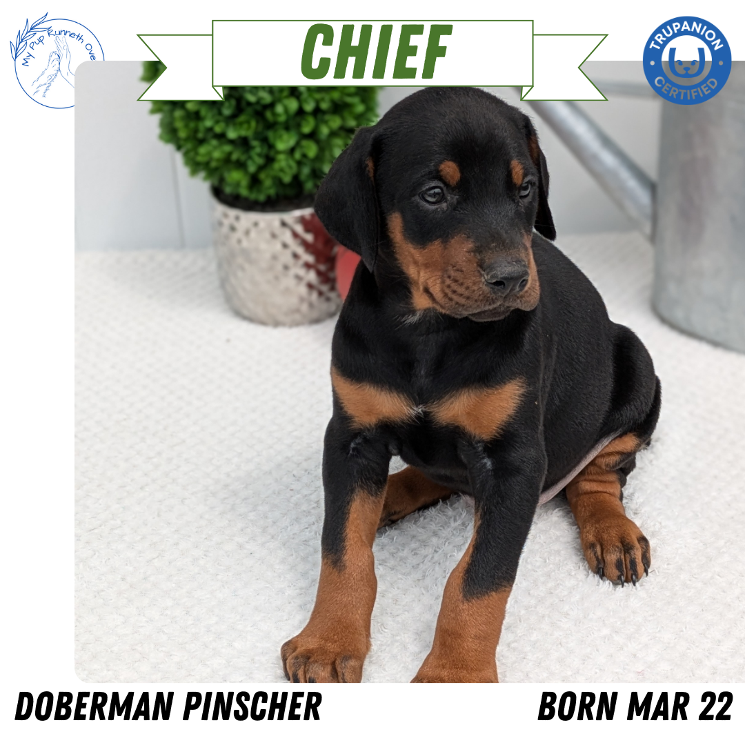 DOBERMAN PINSCHER (03/22) MALE