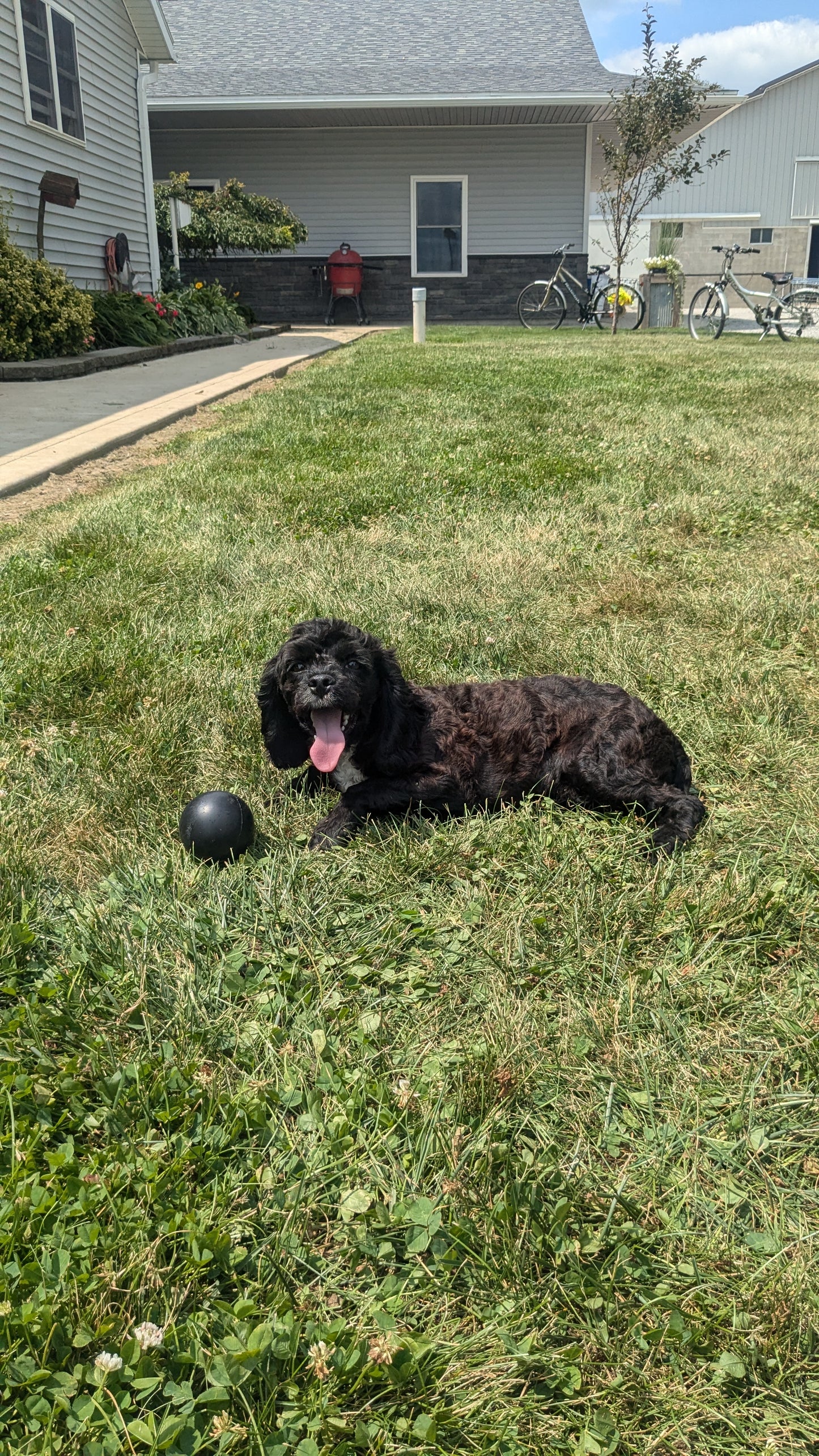 COCKAPOO (01/01) MALE