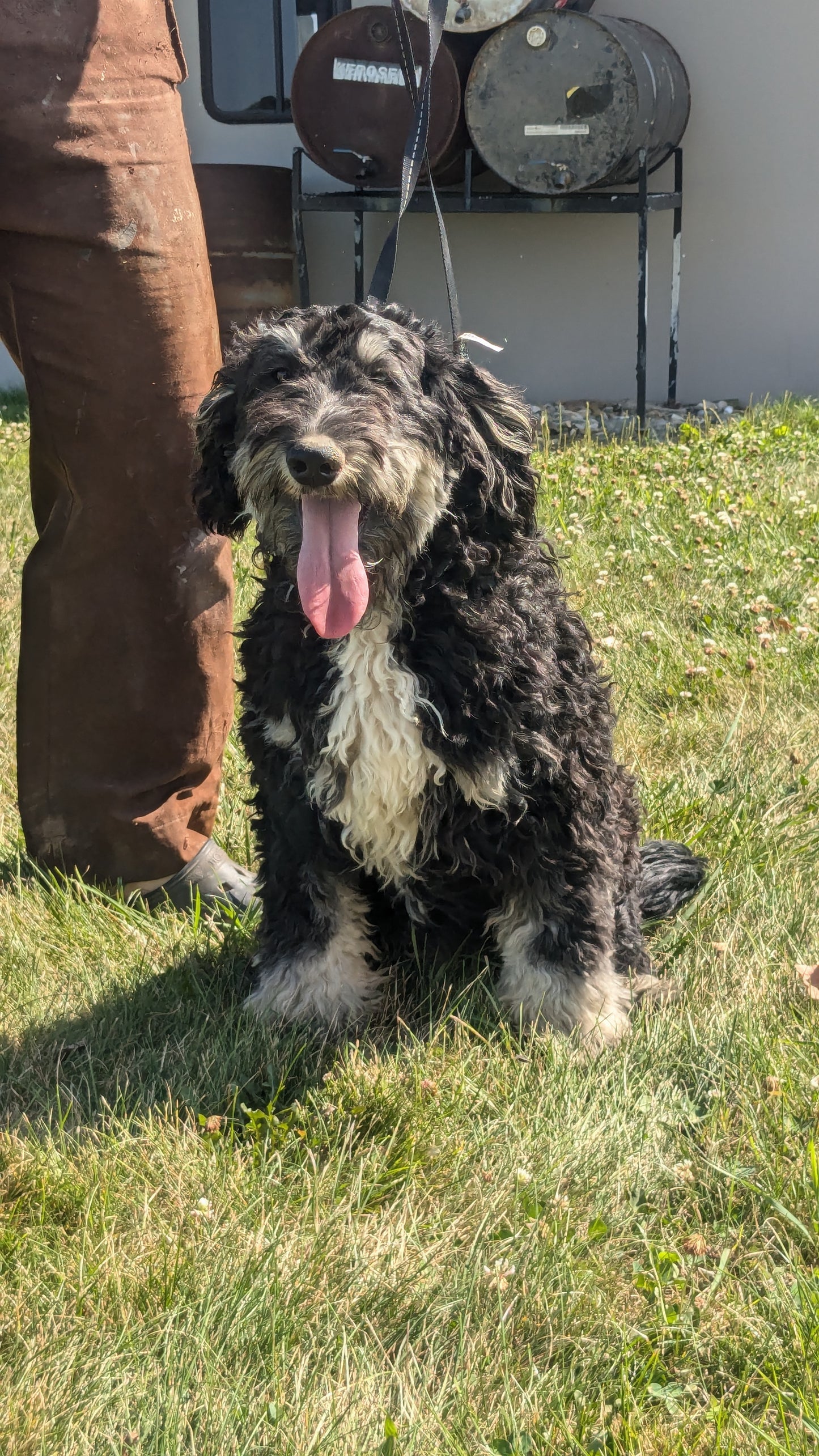 BERNEDOODLE (11/09) MALE