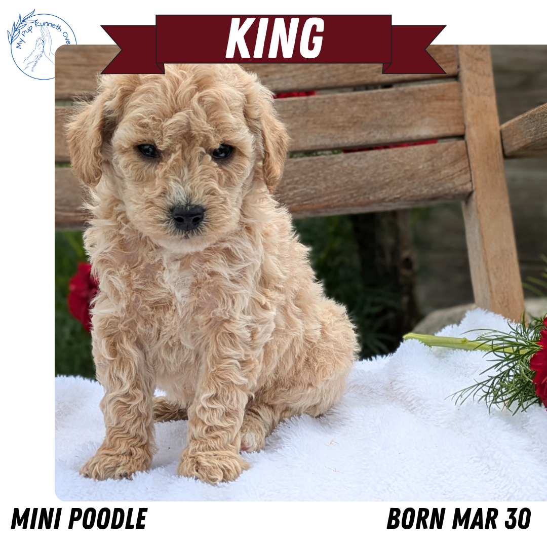 MINI POODLE (03/30) MALE