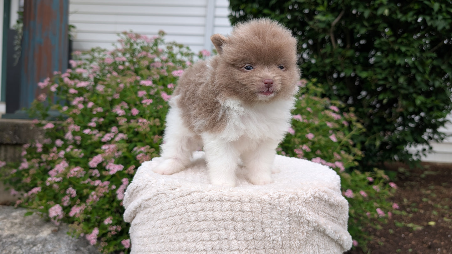 POMERANIAN (04/22) MALE
