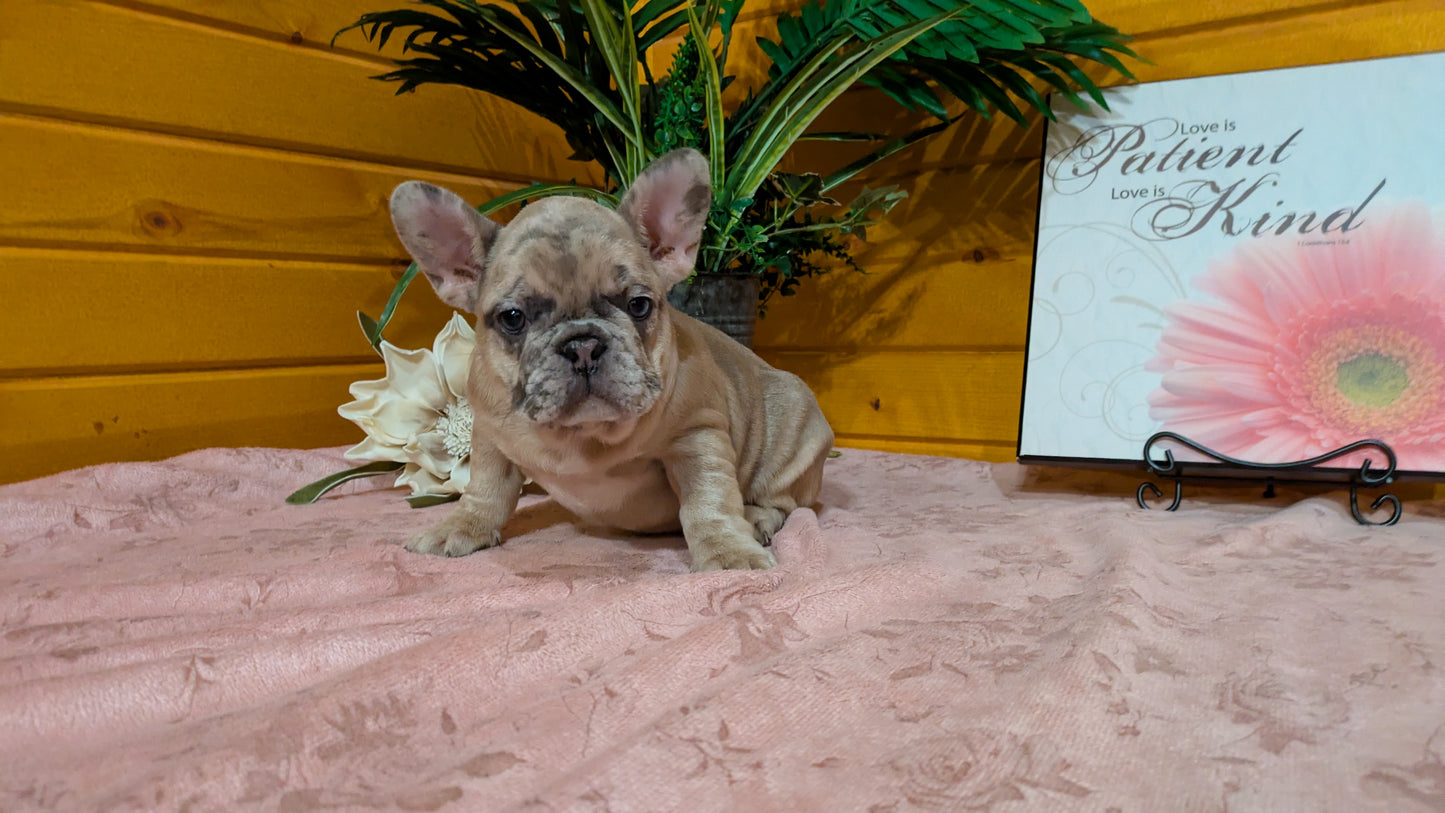 FRENCH BULLDOG (12/22) FEMALE