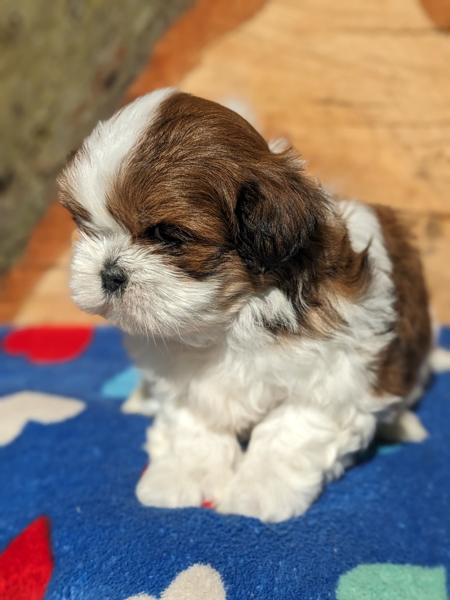 SHIH TZU (03/11) MALE
