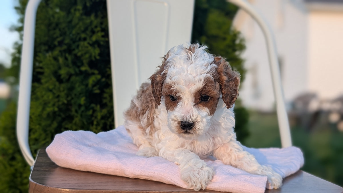 MINI POODLE (MAY 12) MALES