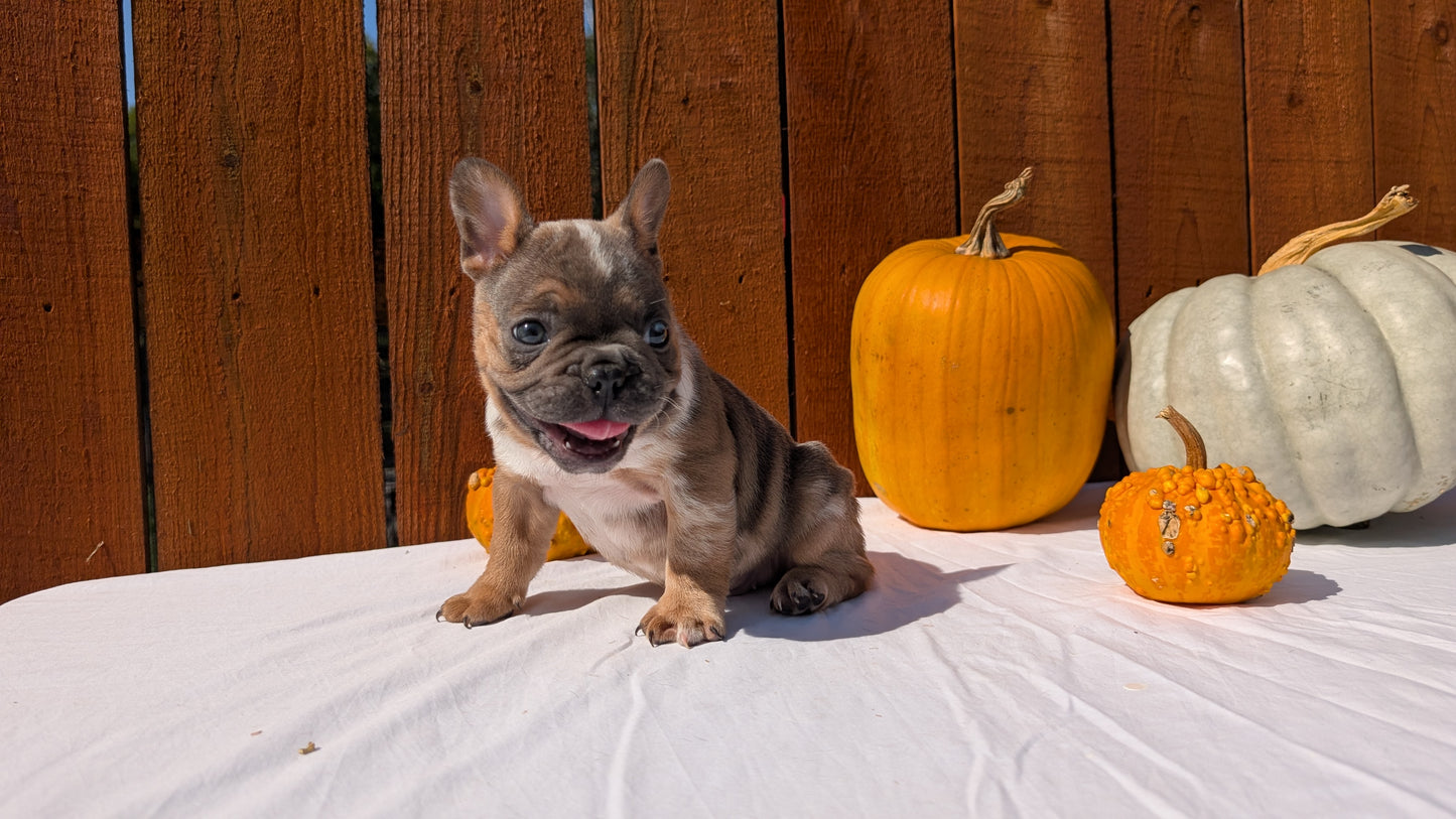 FRENCH BULLDOG (08/12) MALE