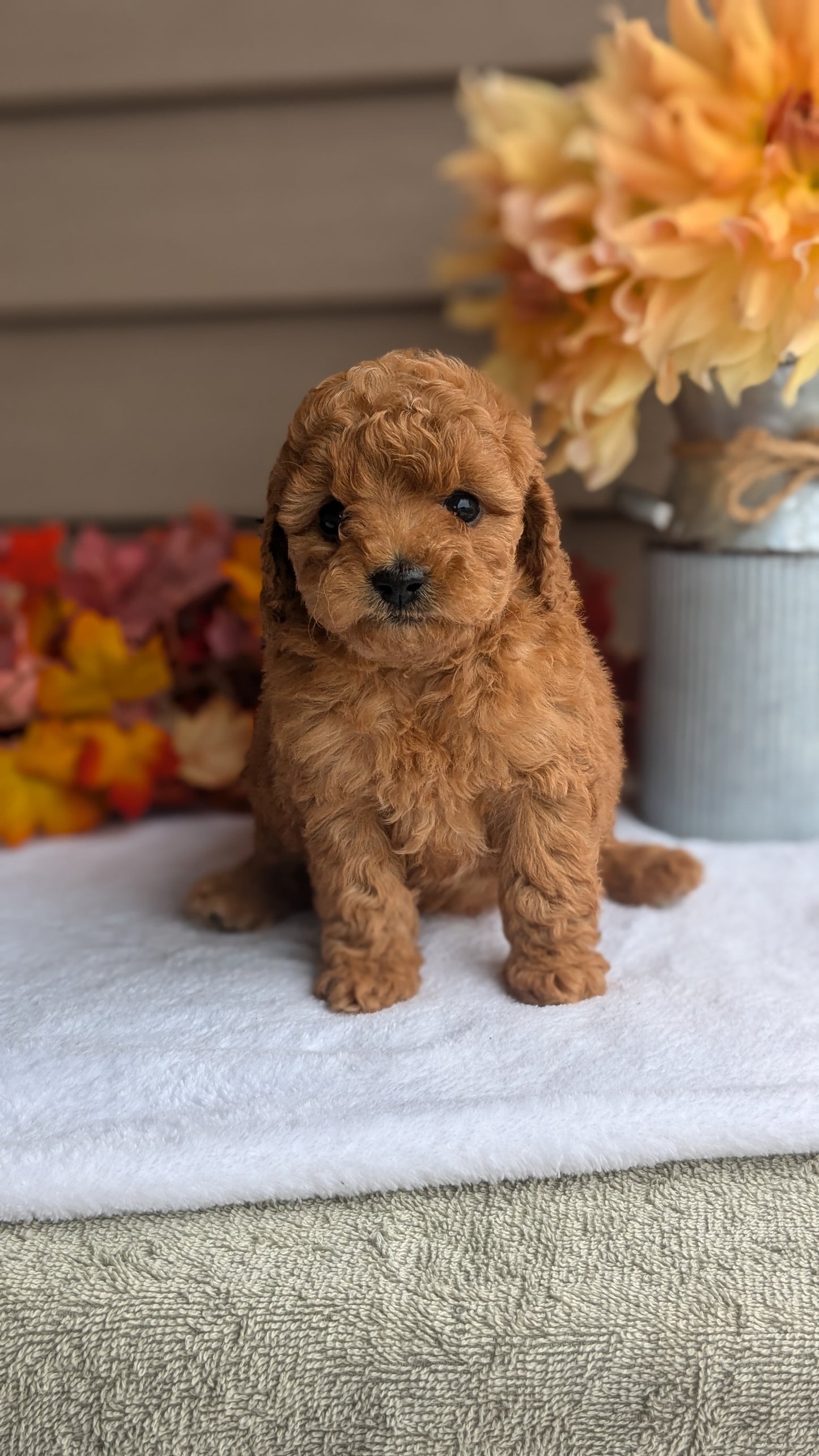 DOXIEPOO (08/19) FEMALE