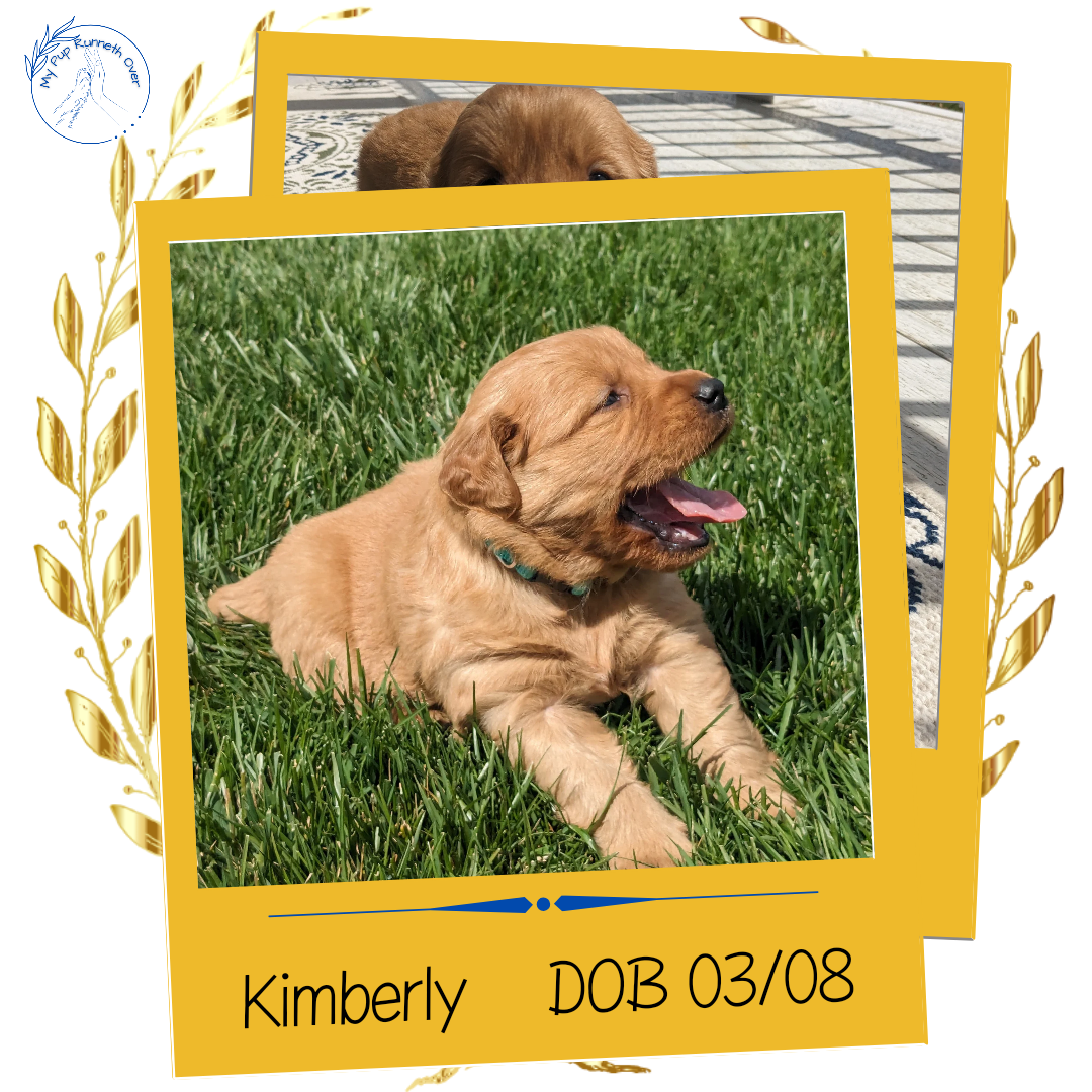 GOLDEN RETRIEVER (03/08) FEMALE