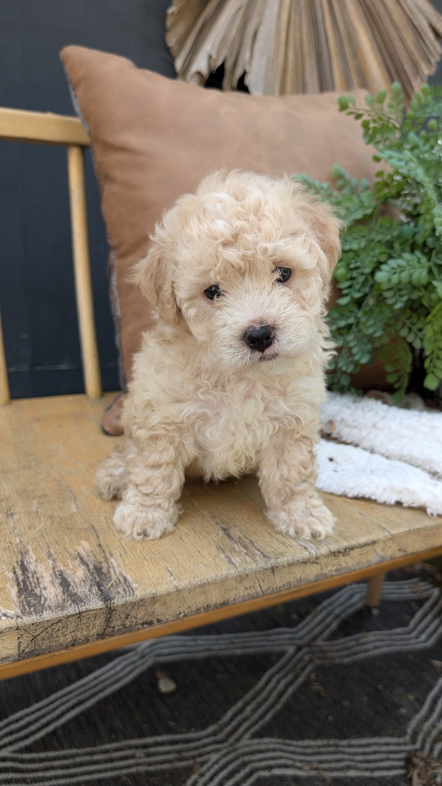HAVAPOO (05/10) MALE