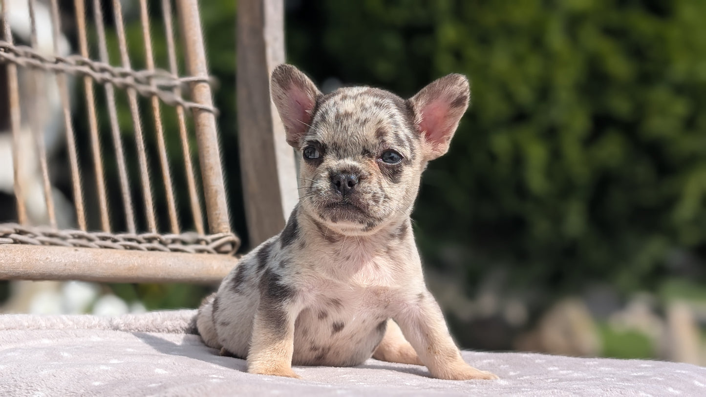FRENCH BULLDOG (07/11) FEMALE