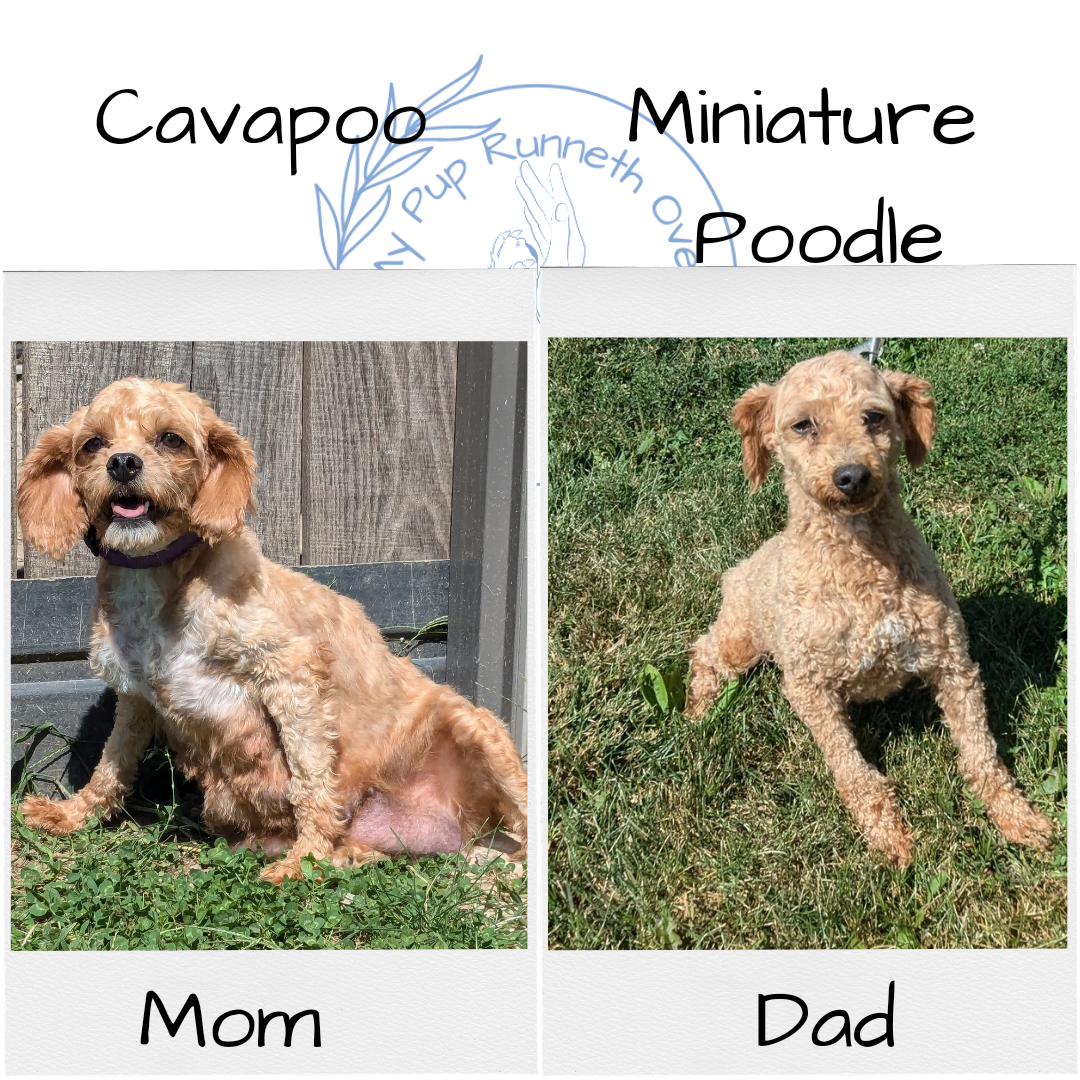 CAVAPOO (08/02) MALE