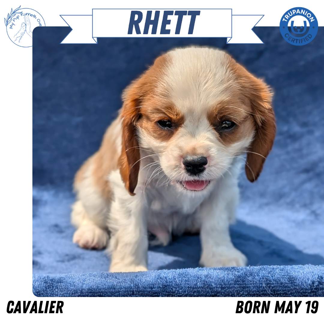CAVALIER (05/19) MALE