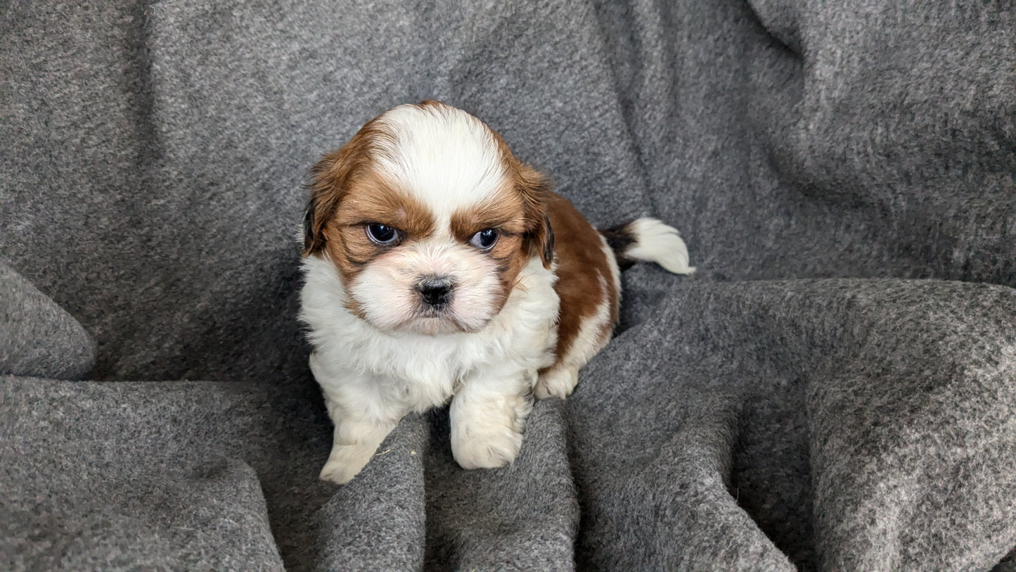 SHIH TZU (10/08) MALE